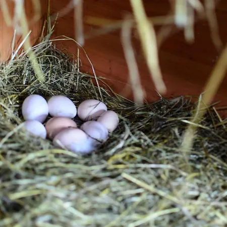Zakatek Szczescia Eko Farm stay