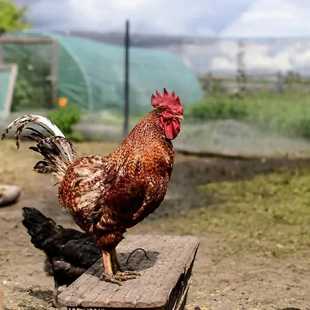 Zakatek Szczescia Eko Farm stay Kiwity