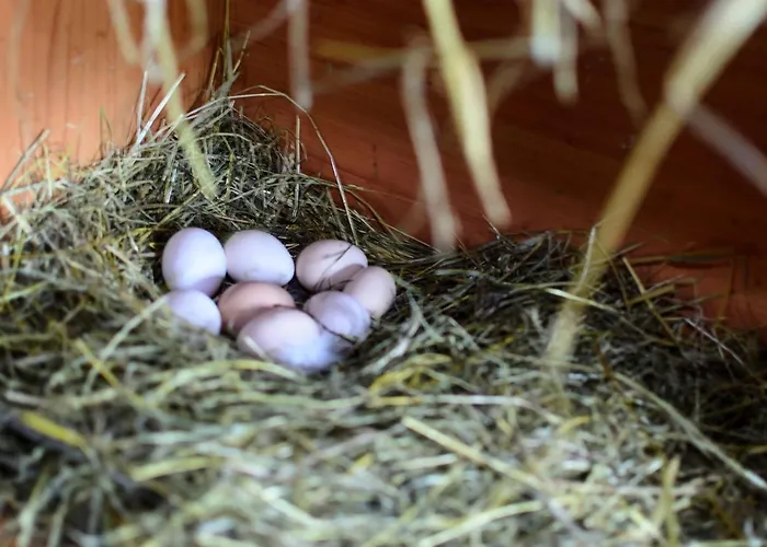 Zakątek Szczęścia Eko Gospodarstwo agroturystyczne