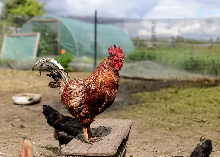 Zakatek Szczescia Eko Farm stay Kiwity